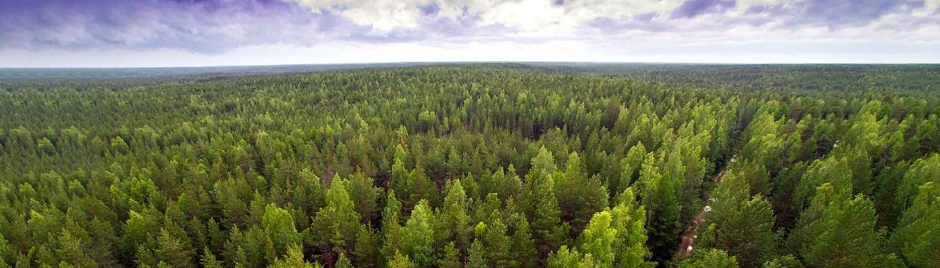 Всероссийский день посадки леса Всероссийский день посадки леса
